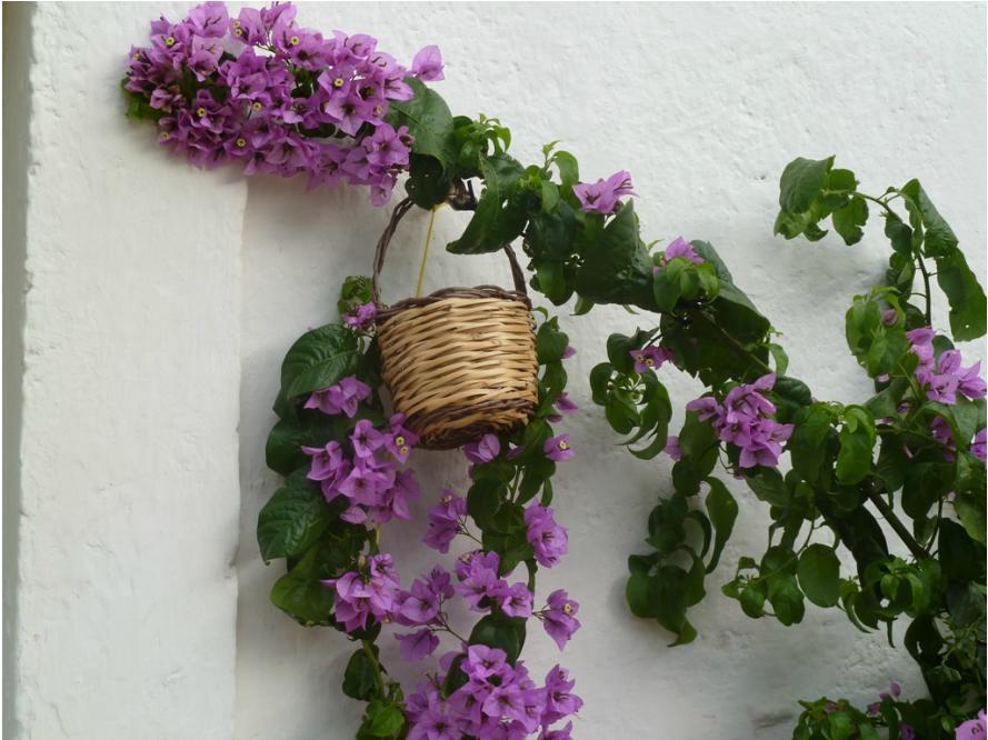 B&B Don Giovanni Monopoli Bagian luar foto